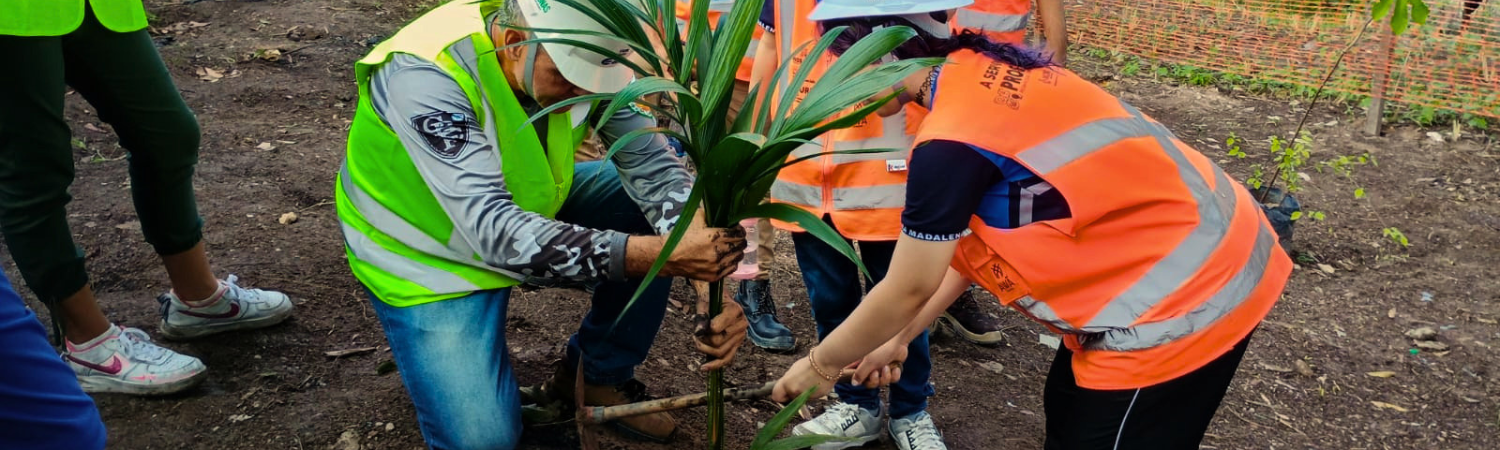 Viveiro florestal impulsiona a recuperação ambiental do PROSAMIN+